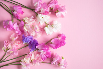 Flowers of pink sweet pea on a pink background, space for the text congratulations.