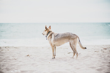 Fototapeta na wymiar Shot of a wolfdog puppy on a seashore