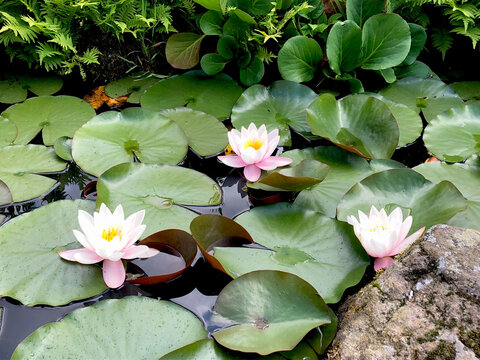 water lily in the pond
