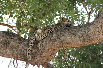 Obraz na płótnie Canvas a lepard on a tree