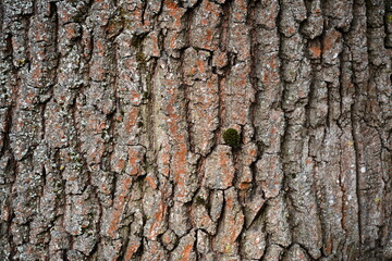 The bark of an old oak with small growths of different lichens.