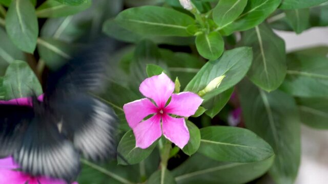 Great Mormon Butterfly (Paplio memnon) a male black swallowtail butterfly on bright pink purple flowers.