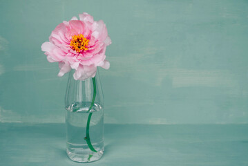 Pink peony flower in full bloom in glass bottle vase against green background. Still life with spring blooms. Copy space.