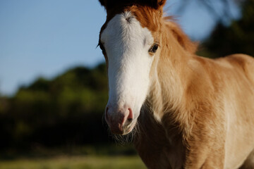 Fototapeta na wymiar portrait of a baby horse close up, foal face