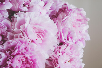 Heap of fresh pink peonies in full bloom, close up against grey background. Bouquet of spring flowers.