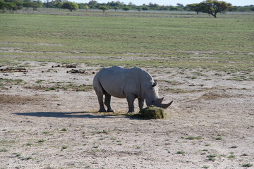 Obraz premium a rhino eating grass