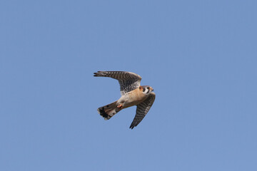 Kestrel male flying in bright sunny day in spring
