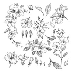 Hibiscus engraved illustrations set. Hand drawn sketch of exotic hibiscus flower, floral outline design isolated on white background. Hawaii, flowers, decoration concept © SurfupVector