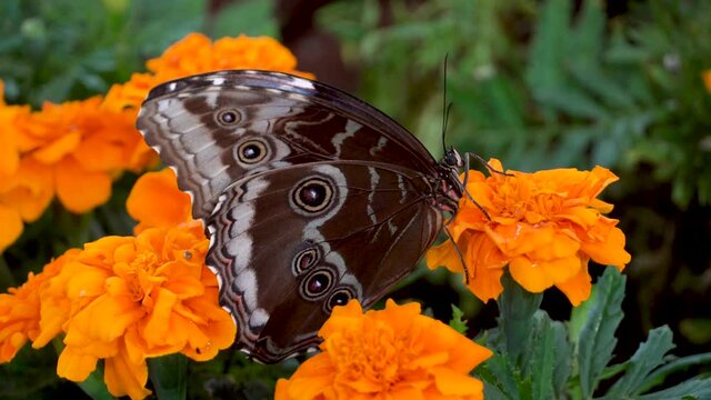 Blue butterfly, Morpho peleides, the Peleides blue morpho, common morpho or the emperor closed on vibrant orange flower.