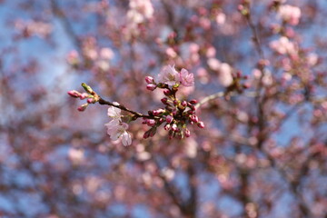 cherry blossom