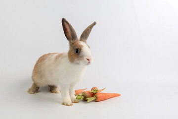 Lovely bunny easter fluffy rabbit on white background. 