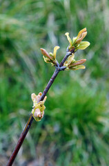 Flower buds of Lonicera edulis