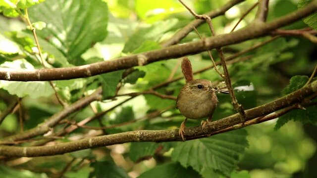 A wren arriving at nesting site and surveying the area is safe before heading for the nest. Wren is carrying a collections of moths and spiders.