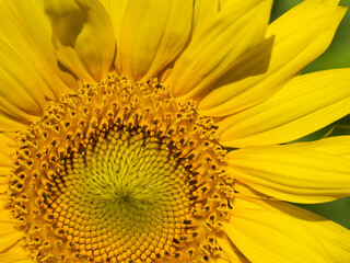 Cloae-up of a portion of a sunflower