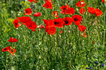 Red poppy flowers on a green meadow