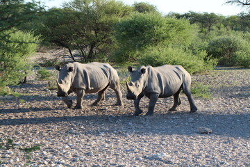 two rhinos in a national park in botswana