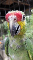 Demasiado hablador para ser tan pequeño.