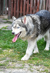 Naklejka na ściany i meble Happy Siberian husky dog outdoor on green grass 