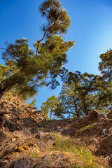 Fototapeta na wymiar Nadelbaum auf einem Berg. Landschaft von La Palma. Kanarische Insel