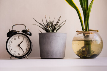 Close-Up Of Potted Plant And Clock On Table At Home