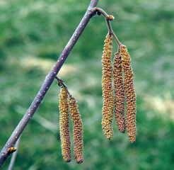 Male catkins of Corylus avellana