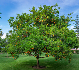 Fototapeta na wymiar Orange tree in a green field