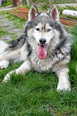  Happy Siberian husky dog outdoor on green grass 