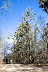 Mistletoe are semi-parasites-hemiparasites 