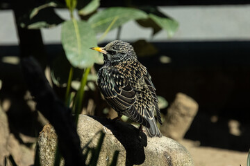 The common starling