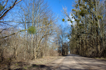 Fototapeta premium road with trees to the forest 