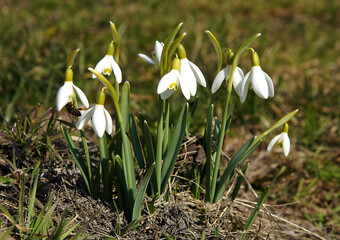 Young snowdrop plants in early spring