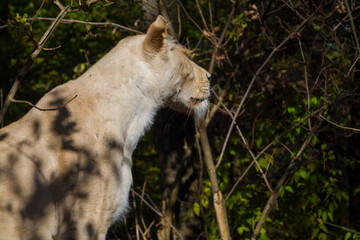 White South African female lion in autumn