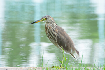 Chinese Pond Heron live in the park. Bangkok Thailand