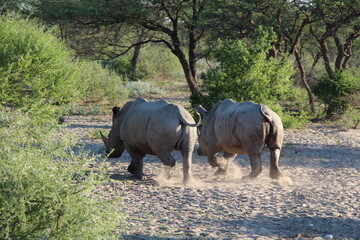 Fototapeta premium two rhinos in a national park in botswana