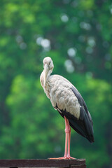 Openbill stork standing on the wood in a park. Thailand