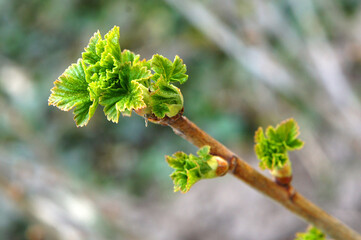 Sprig of currant with young leaves