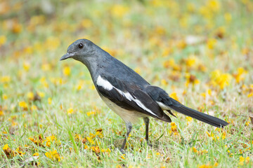 Oriental Magpie-robin (Copsychus saularis). Looking for food on the ground. Thailand