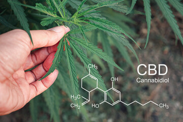 Fototapeta na wymiar Cannabis plants growing at outdoor farms. Photo with the formula CBD (Cannabidiol). Close-up. Concept of cannabis plantation for medical
