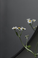 Chamomile flower reflected in a mirror; herbal sleep aide