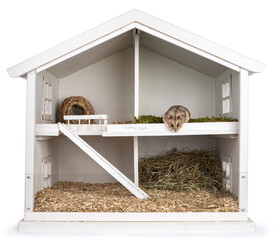 Brown adult hamster, sitting in  white wooden dollhouse transformed to hamster cage. Isolated on a...