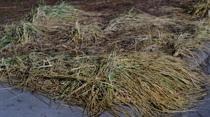 Crushed grass after snow melts in spring