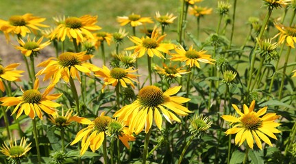Yellow echinacea.