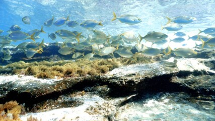 Beautiful Schools of fish in the shallow waters of the Atlantic ocean. 
