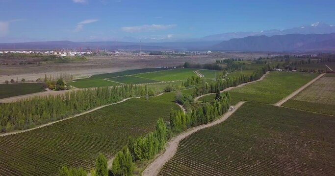 aerial drone footage of malbec vineyards in Lujan de Cuyo, Mendoza, Argentina