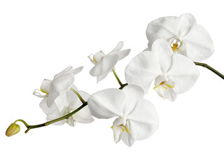 Obraz na płótnie Canvas White Phalaenopsis Orchid