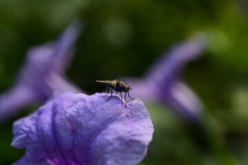 bee on a flower