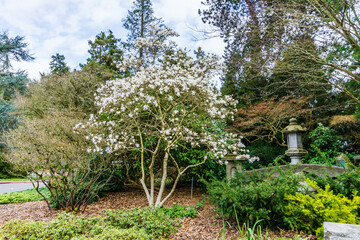 Park Entrance Blossoms 2