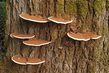 ganoderma applanatum