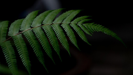 Fern Green leaves for pattern background, Dense tree in jungle Natural, dark backgroud,tropical rain forest..