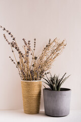 Potted Plants On Table Against White Background